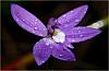 Glossodia major - Waxlip Orchid.jpg